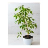 Videolu Alacalı Benjamin Bitkisi 1 Adet 80-100CM Ev Ofis Salon Bitkisi (Benjamin Ficus Starlight )