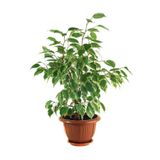 Videolu Alacalı Benjamin Bitkisi 1adet Saksılı/tüplü 60-100cm Iç Mekan Ofis Bitkisi(FİCUS STARLİGHT)