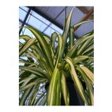 Videolu Alacalı Kurdele Çiçeği 1 Adet Saksılı/ Tüplü 20-30cm Iç Mekan Ofis Bitkisi (CHLOROPHYTUM)