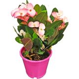 Videolu Alacalı Pembe -Pink Euphorbia Milii Dikenler Tacı Çiçekli Kaktüs