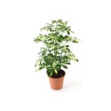 Videolu Alacalı Şeflera Çiçeği Fidanı 1 Adet Saksılı/Tüplü 40-60Cm İç Mekan Bitkisi (Schefflera)