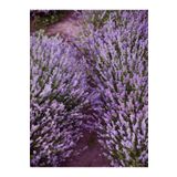 Videolu Angustifolia Dar Yapraklı Lavanta Mor Renk 15 20cm 30 Adet Lavanta Fidesi Purple Lavender