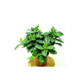 Videolu Anneler Gününe Özel Gardenya (30 40 Cm)1 Adet Saksılı Ofis Balkon Bitkisi Gardenia