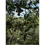 Videolu Arbequina Bodur Zeytin Fidanı 30 60 Cm 6 Adet Tüplü Zeytin Fidanı Olive Sapling