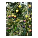 Videolu Arbequina Zeytin Fidanı 6 Adet Tüplü/saksılı 30-60 cm Bahçe Bitkisi (Olive Sapling)