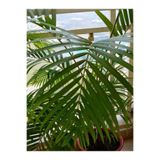 Videolu Areca Palm-areka Palmiyesi 1 Adet Saksılı 20-40cm Ev Ofis Bitkisi (DYPSİS LUCENTES)