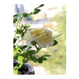 Videolu Aşılı Yediveren Kokulu Krem Gül Fidanı 10-15 cm Saksılı (Cream Rose Sapling)