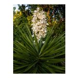 Videolu Avize Yukka Çiçeği 1 Adet Saksılı 80-100cm Iç Mekan Ev Ofis Bitkisi (YUCCA)