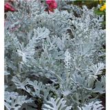 Videolu Bahçe Külü Çiçeği Fidanı 30-50 Cm Saksılı Çiçekli Bodur Bitkiler Cineraria Maritima