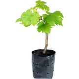 Videolu Bal Gibi Çekirdeksiz Üzüm Fidesi 30-60 cm Tüplü Dış Mekan Ağaç (Grape Seedling)