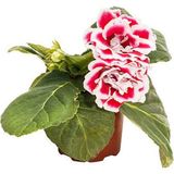 Videolu Bardak Menekşesi Pembe-Beyaz Çiçekli 1 Adet Saksılı 10-20CM Salon Teras Bitkisi ( Gloxinia)