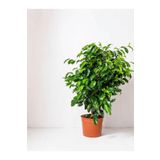 Videolu Benjamin Bitkisi 1 Adet Saksılı/ Tüplü 30-40 cm Ev Ofis Bitkisi (Ficus Benjamina)