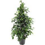 Videolu Benjamin Ficus Bitkisi 1 Adet Saksılı/ Tüplü 80-110cm Iç Mekan Salon Ofis Bitkisi