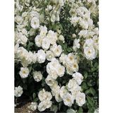 Videolu Beyaz 1ADET Sarmasık Çardak Gülü Fidanı Saksılı 60-120CM (Rose On A Pergola)