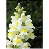 Videolu Beyaz Aslanağzı Çiçeği Fidanı 10 Adet Saksılı/ Tüplü 5 Cm 15 Cm Antirrihinum Majus