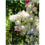 Videolu Beyaz Begonvil Çiçeği Fidanı 1 Adet Saksılı/tüplü 40-60 cm (Bougainvillea )