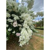 Videolu Beyaz Begonvil Sarmaşığı Çiçeği Fidanı 30-50 Cm Saksılı Çiçekli Bodur White Bougainvillea