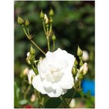 Videolu Beyaz Gül Fidanı Yoğun Kokulu Saksılı 1 Adet 50-70cm Dış Mekan White Rose