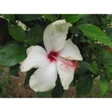Videolu Beyaz Japon Gülü Çiçeği Fidanı 25-35 Cm Saksılı Çiçekli Bodur Bitkiler Japanese Rose