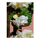 Videolu Beyaz Katlı Begonya Çiçeği Fidanı 1 Adet Saksılı 20-40Cm İç Mekan Salon Bitkisi(Begonia)