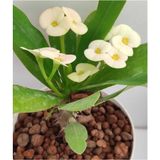 Videolu Beyaz Milli Dikenler Tacı 1 Adet Saksılı 15-40 Cm Salon Bitkisi Euphorbia