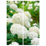 Videolu Beyaz Ortanca Çiçeği Fidanı 40-50 Cm Saksıda Çiçekli Bodur Bitkiler White Hydrangea