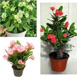 Videolu Beyaz Pembe Kırmızı 3 Adet Milli Dikenler Tacı Çiçeği Fidesi 15-30cm Saksılı Euphorbia