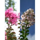 Videolu Beyaz Pembe Renkli Oya Ağacı Fidanı (60 80 cm)2 Adet Dış Mekan Bitkisi Lagerstroemia Indica