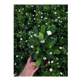 Videolu Beyaz Renk Dikenler Tacı Çiçekli Ithal Hollanda Milli Saksılı Kaktüs (White Euphorbia)