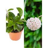 Videolu Beyaz Renk Mum Çiçeği Fidesi 1 Adet Saksılı İç Mekan Salon Ev Bitkisi(White Hoya Carnosa)