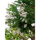Videolu Beyaz Renkli Oya Ağacı Fidanı (40 80 Cm)1 Adet Saksılı Dış Mekan Ağaç Lagerstroemia Indica