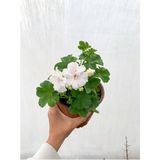 Videolu Beyaz Sakız Sardunya Çiçeği Fidanı 15-25 Cm Saksılı Çiçekli Bodur Bitkiler Pelargonium