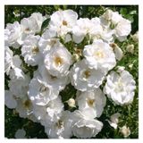 Videolu Beyaz Sarmaşık Gül Fidanı Kokulu 90 140 Cm Saksılı Aşılı Gül White Rose