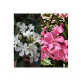Videolu Beyaz ve Pembe Renkli 3 Adet Uzun Boylu Zakkum Fidanı Tüplü 40-85CM (Oleander Sapling)