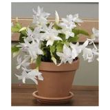 Videolu Beyaz Yılbaşı Çiçeği Fidanı 20-30 Cm Saksılı Çiçekli Bodur Bitkiler White Zygocactus