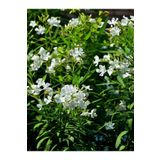 Videolu Beyaz Zakkum Çiçeği (50 70 Cm)1 Adet Saksılı Çiçekli Bahçe Balkon Bitkisi Nerium Oleander, SRDQ59