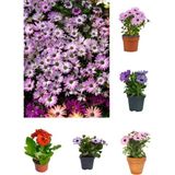 Videolu Bodrum Papatyası 4 Farklı Renkli (20 40 Cm)4 Adet Canlı Bitki Gazania