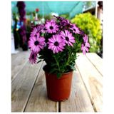 Videolu Bodrum Papatyası Mor Renkli (20 35 Cm)1 Adet Saksıda Canlı Bitki Gerbera Jamesonii