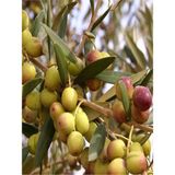 Videolu Bodur 1 Adet Zeytin Ağacı Fidanı 60-80CM Saksılı (Dwarf Olive)