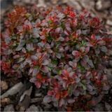 Videolu Bodur Berberis Çiçeği Fidanı 30-50 cm Saksılı Çiçekli Bodur Bitkiler (Berberis)