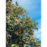 Videolu Bodur Kamkat Fidanı 1 Adet 50-80cm Saksılı/ Tüplü Bahçe Bitkisi Kumquat Sapling
