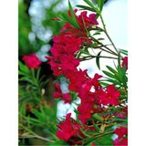 Videolu Bodur Kırmızı Zakkum Çiçeği 40-55 Cm Saksılı Çiçekli Bodur Bitkiler Red Oleander
