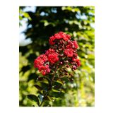 Videolu Bodur Oya Ağacı Kırmızı Çiçekli (40 60 Cm)1 Adet Saksılı Lagerstroemia Indica