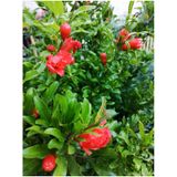 Videolu Bodur Süs Narı Çiçeği Fidanı 1 Adet Saksılı/ Tüplü 30-60cm Bahçe Bitkisi Dwarf Pomegranate
