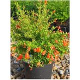 Videolu Bodur Süs Narı Çiçeği Fidanı 30-40 Cm Saksılı Çiçekli Bodur Bitkiler Pomegranate Tree