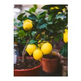 Videolu Bol Sulu Limon Fidanı (80 100 Cm) 1 Adet Tüplü Interdonato Lemon