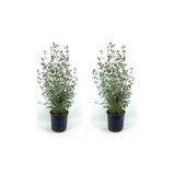 Videolu Bol Yapraklı 2 Adet Zeytin Çalısı Fidanı 40-60Cm Saksılı (Olive Bush)