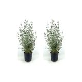 Videolu Bol Yapraklı 2 Adet Zeytin Çalısı Fidanı 40-60Cm Saksılı (Olive Bush)