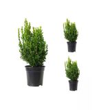 Videolu Bol Yapraklı 3 Adet Şimşir Fidanı Saksılı 30-50CM(BOXWOOD Sapling)