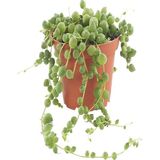 Videolu Boncuk Yapılı Tesbih Çiçeği 1 Adet Saksılı/tüplü 5-15CM Iç Mekan Bitkisi(Senecio Rowleyanus